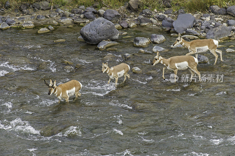 叉角羚(Antilocapra americana)是偶蹄类哺乳动物的一种，原产于北美西部和中部的内陆，发现于黄石国家公园。加德纳河边的母叉角羚。